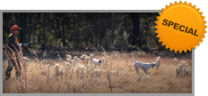 Quail Hunting